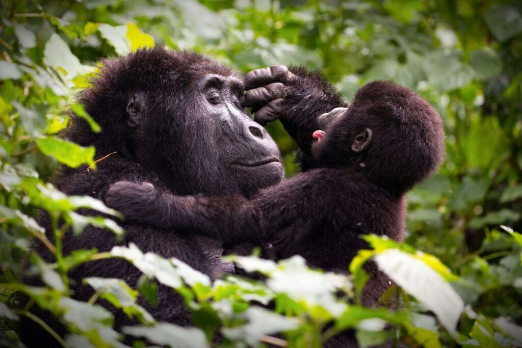 maman gorille et son petit forêt Ouganda maman gorille et son petit dans une forêt de l'Ouganda