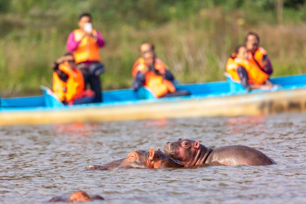 hippopotame lac Ouganda hippopotame lac Ouganda