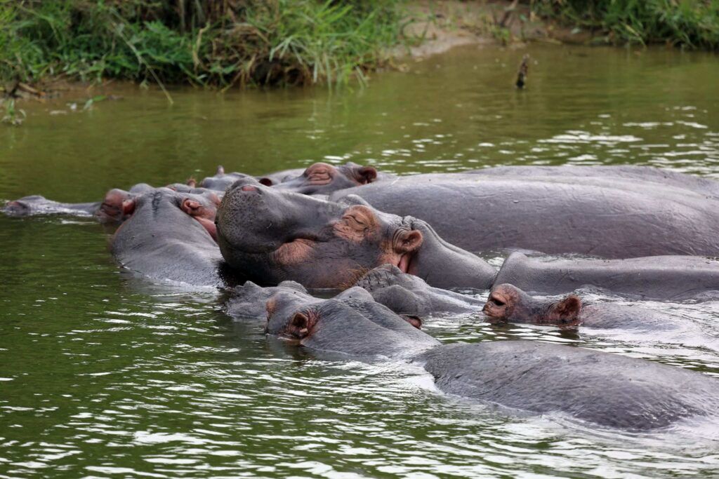 Des hippopotames qui se baignent dans le canal de Kazinga en Ouganda